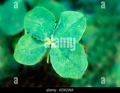 Nahaufnahme der Ein vierblättriges Kleeblatt als Symbol für Glück und
