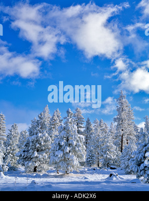 Neuschnee auf Kiefer Bäume Fremont National Forest Oregon Stockfoto