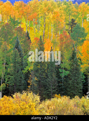Gemischte Koniferen und aspen Wald im Herbst Farbe San Juan Mountains Colorado Stockfoto