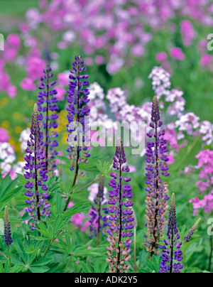 Lupine mit Phlox im Hintergrund VanDusen Botanical Garden Vancouver BC Stockfoto