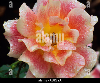 Kein Name rose mit Regen fällt International Rose Test Gardens Portland Oregon Stockfoto
