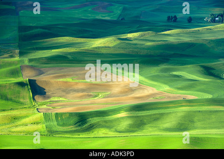 Sonnenaufgang über Ackerland mit meist Weizen Felder der Palouse in der Nähe von Colfax Washington Stockfoto