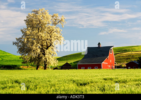 Rote Scheune und blühender Baum mit sanften Hügeln der Weizen der Palouse in der Nähe von Colfax Washington Stockfoto