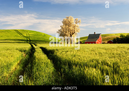Rote Scheune und blühender Baum mit sanften Hügeln des Weizens und der Traktor verfolgt das Palouse in der Nähe von Colfax Washington Stockfoto