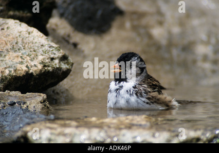 Harris Spatz, Zonotrichia Querula Erwachsenen Baden Süd Ilano River State Park Texas USA Mai 2001 Stockfoto