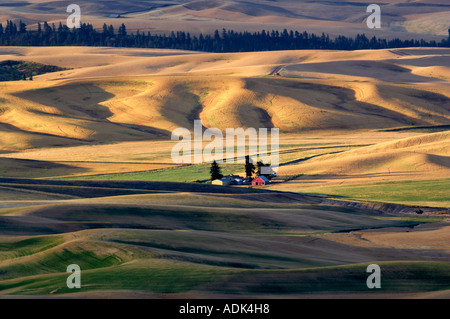 Weizenfeld und Scheune die Palouse-Washington Stockfoto