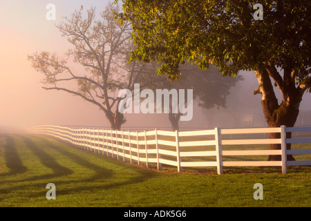 Umzäunte Weide mit Nebel und Sonnenaufgang und Hawk im Baum in der Nähe von Wilsonville Oregon Stockfoto