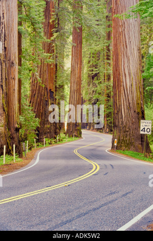 Straße durch Richardson Grove State Park mit Redwoods California Stockfoto