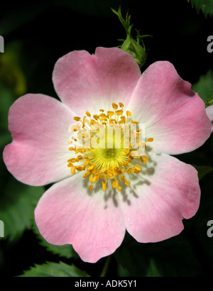 Wild Rose Blume Stockfoto