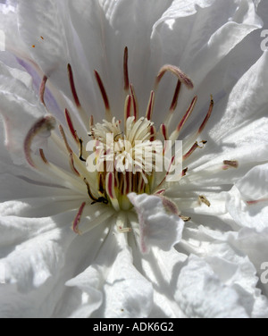 Weiße Clematis Blume Stockfoto