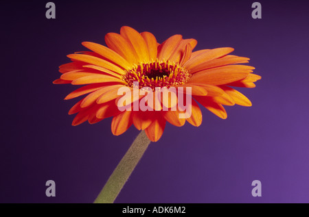 Orange Transvaal Daisy (Gerbera) Stockfoto