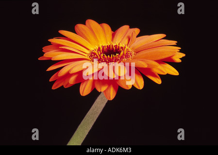 Orange Transvaal Daisy (Gerbera) Stockfoto