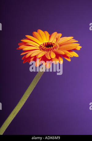 Orange Transvaal Daisy (Gerbera) Stockfoto