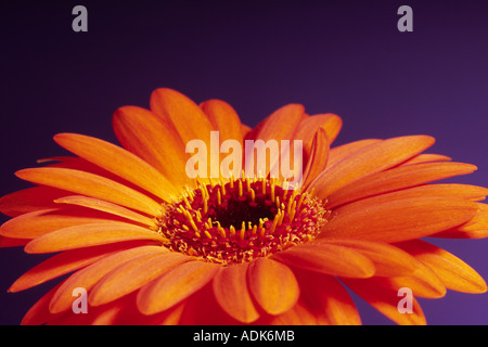 Orange Transvaal Daisy (Gerbera) Stockfoto