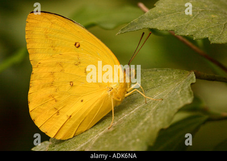 Orange verjährt Schwefel Schmetterling Phoebus Philea Stockfoto