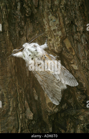 Puss Moth ruht auf Baum Rinde Cerura vinula Stockfoto