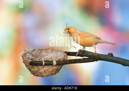 Canary - der Nestbau / Serinus Canaria Stockfoto