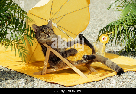 Tabby Katze - im Liegestuhl liegend Stockfoto