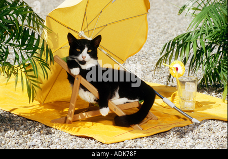 schwarze und weiße Katze - im Liegestuhl Stockfoto