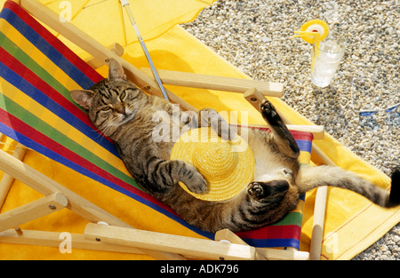 Tabby Katze - im Liegestuhl liegend Stockfoto