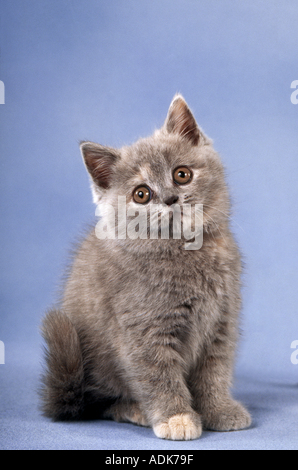 junge Kartäuser Katze - sitzen - Ausschneiden Stockfoto