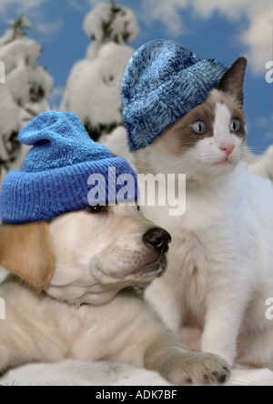 tierische Freundschaft: Golden Retriever Hund - Welpen und Kätzchen mit Pudelmütze im Schnee Stockfoto