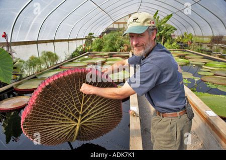 Person hält Blatt von Amazon Lily Hughes Wasser Gärten Tualatin Oregon Stockfoto