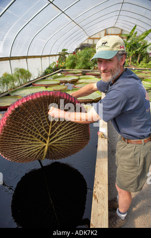 Person hält Blatt von Amazon Lily Hughes Wasser Gärten Tualatin Oregon Stockfoto