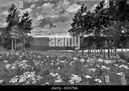 Gelbes Gänseblümchen Blumen und Espe Bäume mit Sonnenaufgang in der Nähe von kleinen Teich in Steens Mountain Oregon Stockfoto
