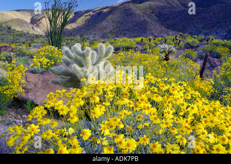 Gelben Blüten der Brittlebrush Encelia Farinosa Cholla Catus und Ocotillo Anza Borrego Desert State Park California Stockfoto