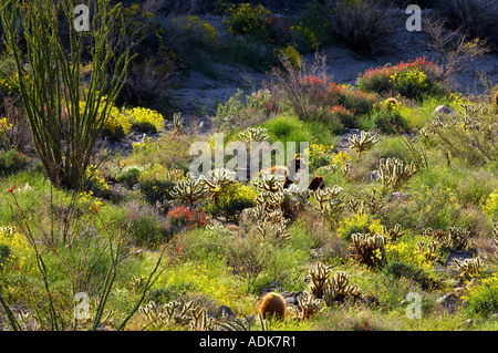 Gelben Blüten der Brittlebrush Encelia Farinosa Cholla Catus rote Chuparosa und Ocotillo Anza Borrego Desert State Park Neff Stockfoto