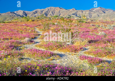 Düne Evening Primrose und Sand Eisenkraut Anza Borrego Desert State Park California Stockfoto