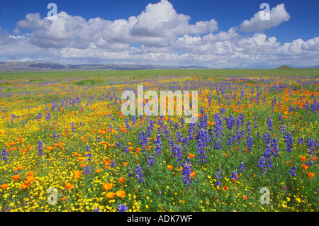 Vor allem Lupine und Mohn am Hang in Carrizo Plain National Monument Kalifornien Stockfoto