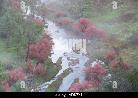 Saltcedar oder fünf Staubblätter Tamariske Tamarix Chinensis Ramosissima Ufer des Bear Creek mit Nebel Bear Valley California Stockfoto