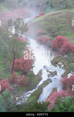 Saltcedar oder fünf Staubblätter Tamariske Tamarix Chinensis Ramosissima Ufer des Bear Creek mit Nebel Bear Valley California Stockfoto