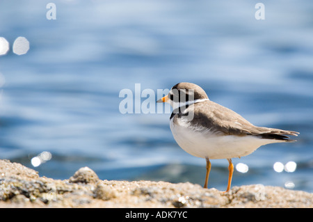 Flussregenpfeifer-Regenpfeifer (Charadrius Hiaticula) an einem steinigen Strand, Arran, Firth of Clyde Stockfoto