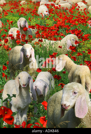 Hausschafe - Lämmer auf Wiese mit Mohn / Ovis Aries Stockfoto