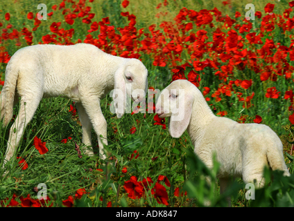 Schaf - zwei Lämmer auf Wiese mit Mohn / Ovis Aries Stockfoto