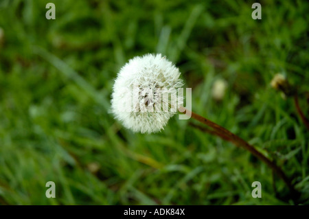 Löwenzahn Stockfoto