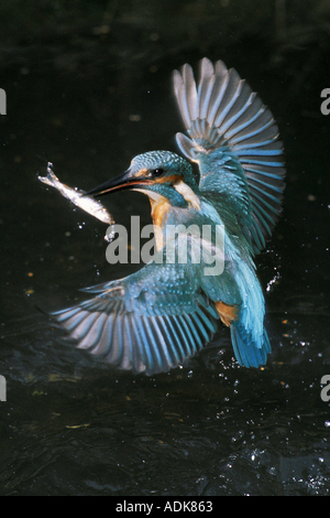 Europäischen Eisvogel, Eisvogel (Alcedo atthis) Fliegen von der Wasseroberfläche mit einem kleinen Fisch im Schnabel Stockfoto