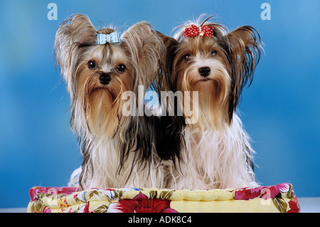 zwei Yorkshire-Terrier-Hunde - sitzen Stockfoto