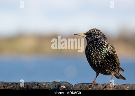 Star (Sturnus Vulgaris) thront auf einem Handlauf durch Hogganfield Loch, Glasgow Stockfoto