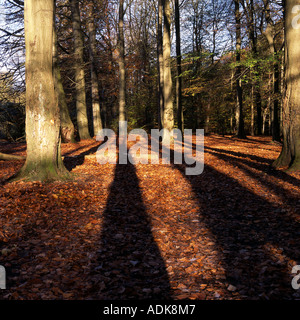 BAUM SCHATTEN Stockfoto