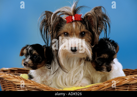 Yorkshire Terrier Hund mit zwei Welpen im Korb Stockfoto