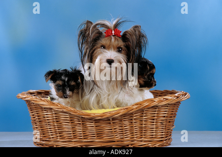 Yorkshire Terrier Hund mit zwei Welpen im Korb Stockfoto