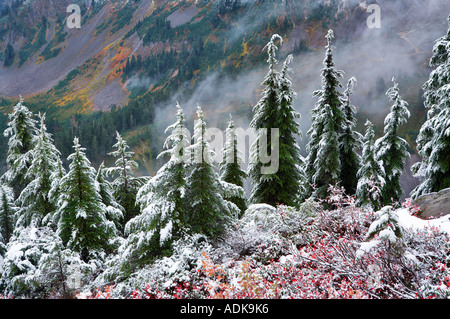 Hemlock Bäume mit Huckleberry in Herbstfarben und ersten Schnee fallen Mt Baker Wildnis Washington Stockfoto