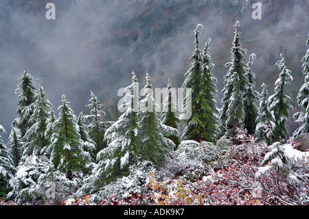 Hemlock Bäume mit Huckleberry in Herbstfarben und ersten Schnee fallen Mt Baker Wildnis Washington Stockfoto