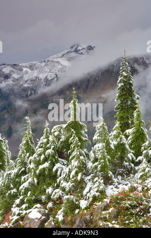 Hemlock Bäume mit Huckleberry in Herbstfarben und ersten Schnee fallen Mt Baker Wildnis Washington Stockfoto