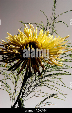 Gelbe Gerber daisy Stockfoto