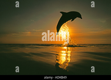 Bottlenose Dolphin Tursiops Truncatus springen Caribbean Stockfoto